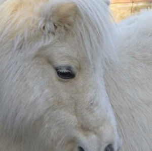 Meet your Posher, Rarilee